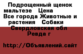 Подрощенный щенок мальтезе › Цена ­ 15 000 - Все города Животные и растения » Собаки   . Свердловская обл.,Ревда г.